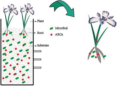 New and traditional methods for antibiotic resistance genes removal: Constructed wetland technology and photocatalysis technology